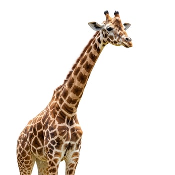 A giraffe standing on a white background photo