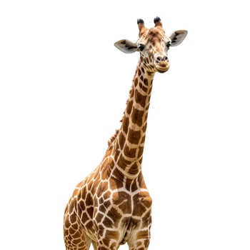 A giraffe standing on a white background photo