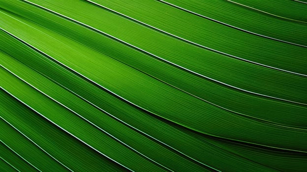 lines palm leaf texture photo