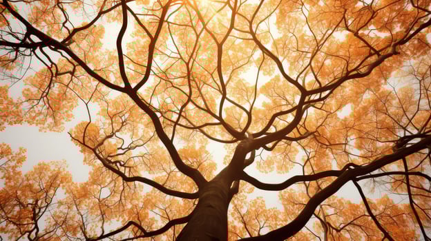 leaves fall tree top photo