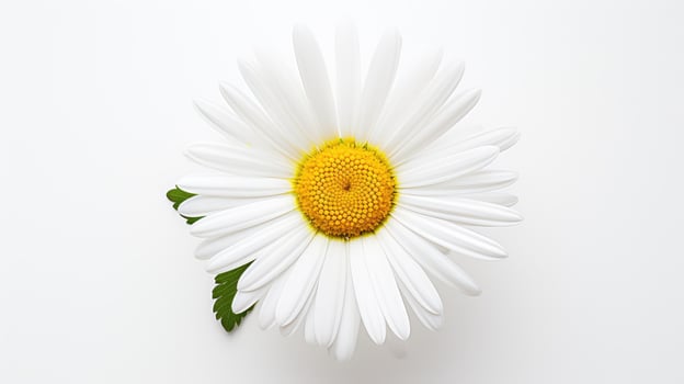 delicate spring flowers white background photo