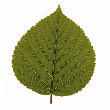 A leaf is shown on a white background. photo