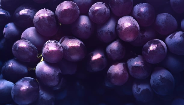 Dark Red Grapes in Shadowy Ambiance photo