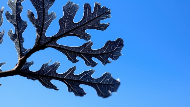 blue oak leaf silhouette photo