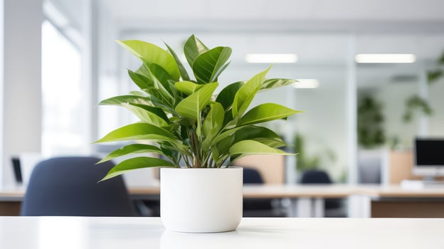 workspace plant in office photo