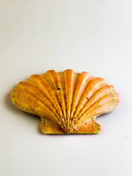 Natural sea shell close-up. Sea scallop on a white background. photo