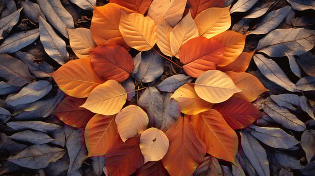 leaves leaf patterns photo