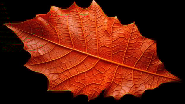 foliage fall leaves outline photo
