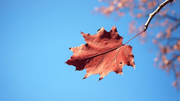 sky leaf fall photo