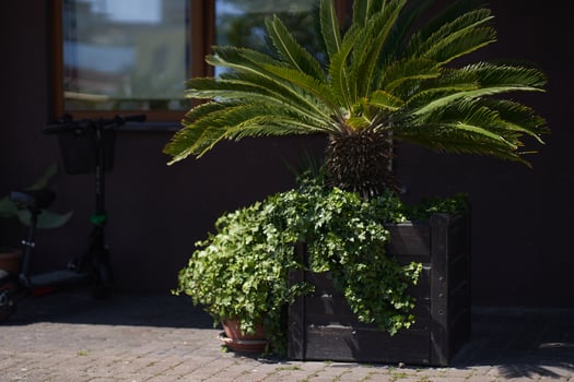 A green date palm plant in a tall planter vase at the entrance to the building on a sunny day in a beach town. A concept for building entrance design photo