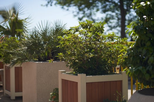 There are tropical bushes in a row on concrete elevations in the form of a square container. In a park under street lighting, with a landscape on a sunny summer day photo