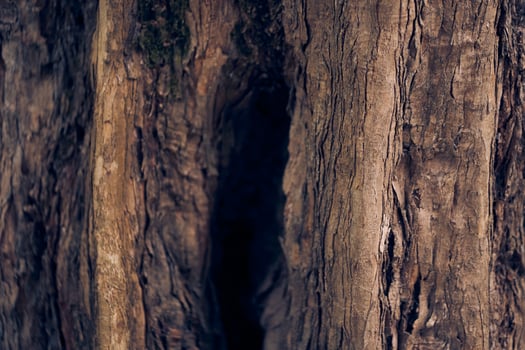 A hollow in the trunk of a tree. Maple burger close-up. Natural background with space to copy photo