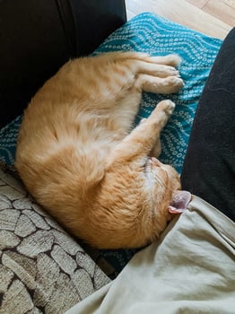 A cute cat is peacefully sleeping on a comfortable couch with its tongue playfully sticking out, showcasing its adorable features and relaxed state, embodying the essence of feline comfort photo