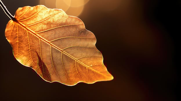 foliage fall leaves brown photo