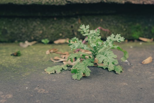 Small green plant growing on a textured surface with scattered organic debris in an outdoor setting photo