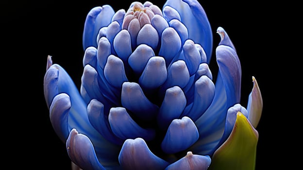 bud hyacinth blue photo