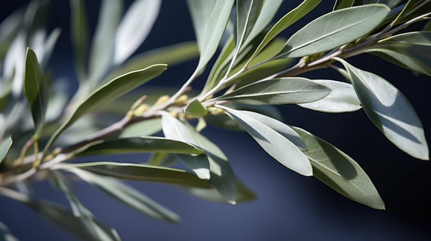 delicate russian olive tree photo