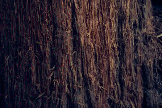 The surface of the tree bark. The villi of the bark are coarse in texture. The pattern and texture of tree bark. A background with space to copy. photo