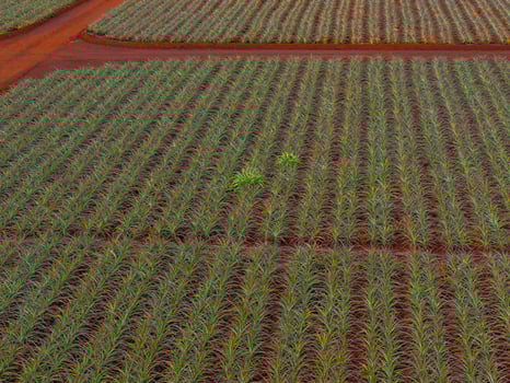 Rows of green pineapple plants grow in red soil, divided by dirt paths in a grid pattern. Likely part of the Dole plantation on Oahu, Hawaii. photo