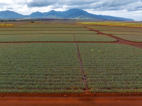 Neatly organized rows of pineapple crops on red soil with lush green mountains in the background under a partly cloudy sky in Oahu, Hawaii. photo