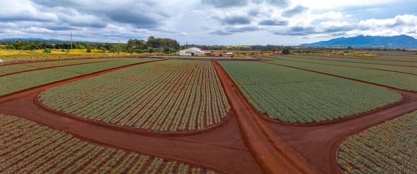 Rows of pineapple crops with red soil pathways, plantation buildings, and green hills under a partly cloudy sky on Oahu island, Hawaii. photo