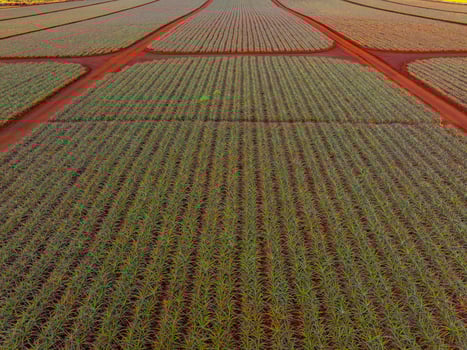 Aerial perspective of a large pineapple plantation on Oahu island, Hawaii, with green plants in neat rows divided by red dirt pathways. photo