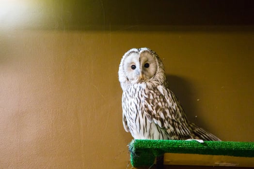 A white owl sitting on a shelf in a room photo
