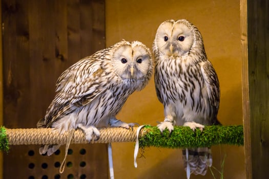 Two owls are perched on a branch in a cage photo