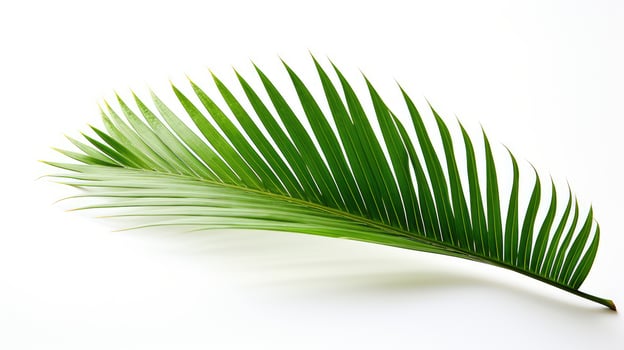 vibrant palm leaf white background photo