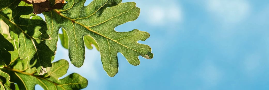 A close up of a leaf on a tree photo