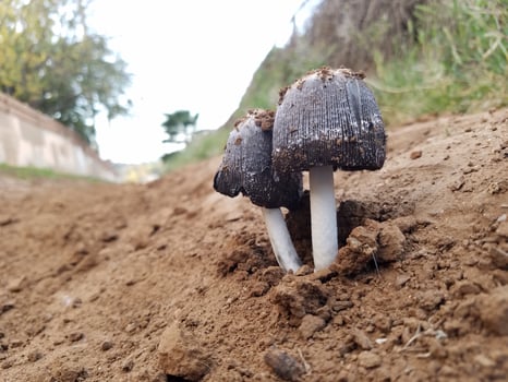Two Little Mushrooms Growing out of a Path in Southern California photo