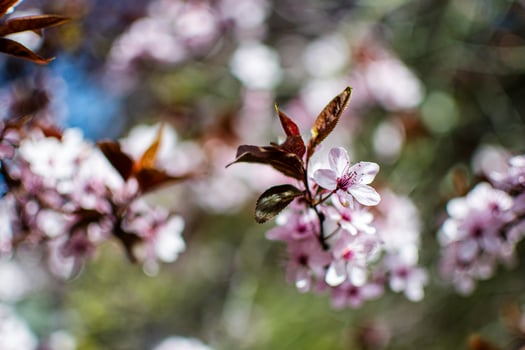 White blossoming flowers of wild cherry plum on a tree branch. photo