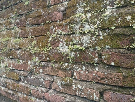 Old brick wall with moss and lichen growing on the surface photo