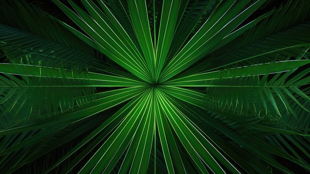 tree palm leaves pattern photo