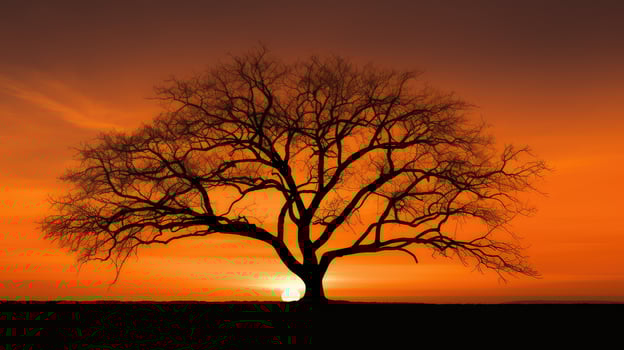 orange black tree photo