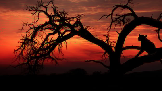 power africa tree silhouette photo