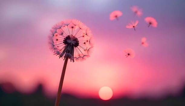 dandelion with pink and purple sunset background photo