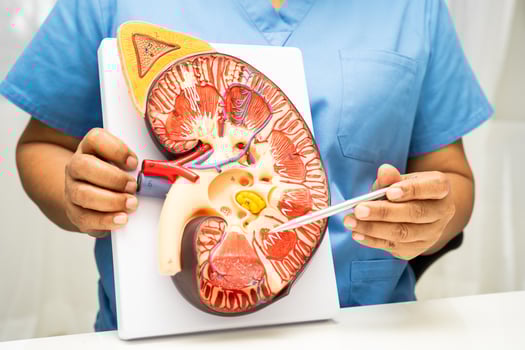 Kidney disease, Chronic kidney disease ckd Doctor hold human photo