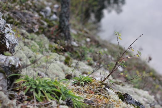 Rocky hill covered with moss, grass, twigs and lichen. Forest details background. photo