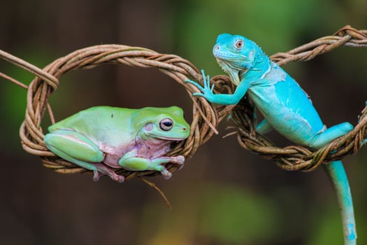 Green Frog and Blue Iguana on Twisted Vine-A Unique Wildlife Encounter photo