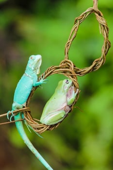 a Green Frog and Blue Iguana photo