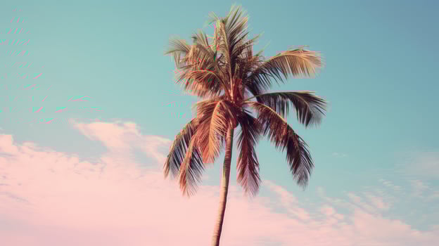 fronds pink palm trees photo
