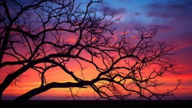 nature tree frame photo