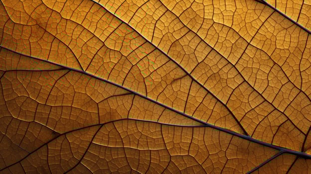 dried leaf vein pattern photo