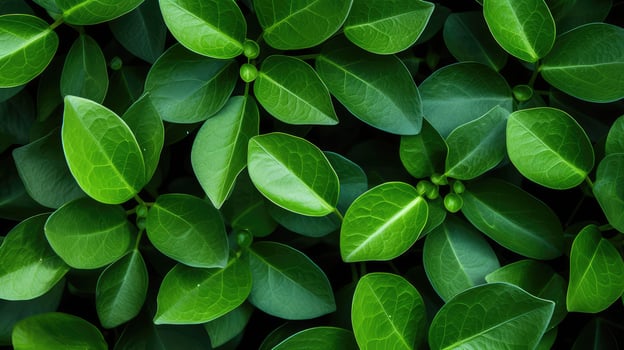 symmetrical simple leaf pattern photo