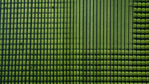drone farmer planting crop photo