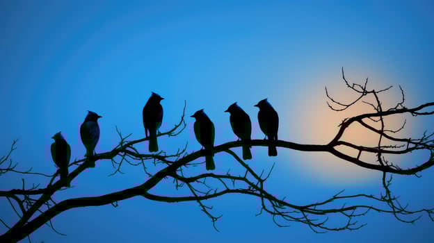 group blue jay silhouette photo