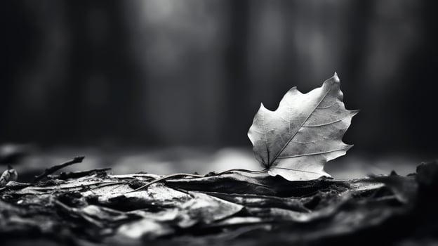 fallen black and white leaf photo