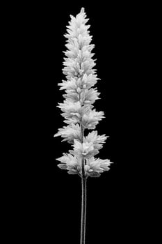 Grayscale tall white flower on black photo