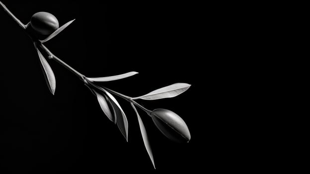 image olive branch black and white photo
